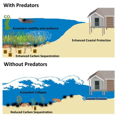 The Importance of Marine Predators in the Provisioning of Ecosystem Services by Coastal Plant Communities